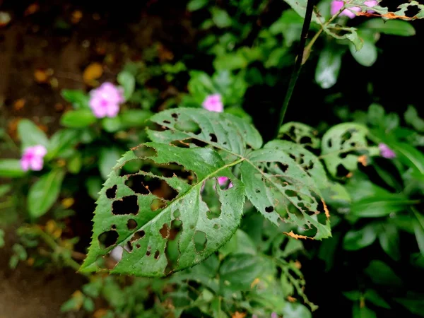Feuilles Plantes Roses Détruites Par Les Ravageurs Les Insectes — Photo