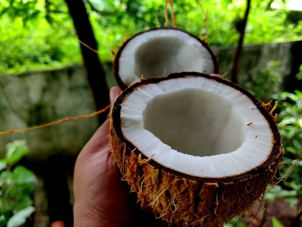 Verse Rauwe Witte Kokosnoot Tweeën Gesneden Handen — Stockfoto