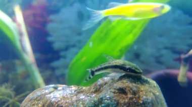 Otocinclus yayın balığı, Loricariidae familyasından Güney Amerika 'ya özgü bir kedi balığı cinsidir ve genellikle 