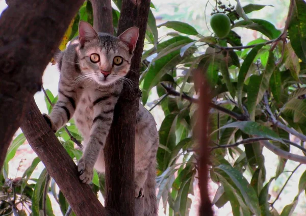 Güzel çizgili gri bir kedi seçici bir mango ağacına takılmış.