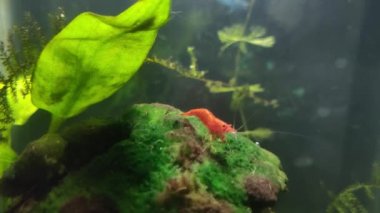 Detritus solucanlarıyla dolu küçük bir akvaryumda küçük bir yosun üzerinde otlayan küçük kırmızı cereyan karidesi