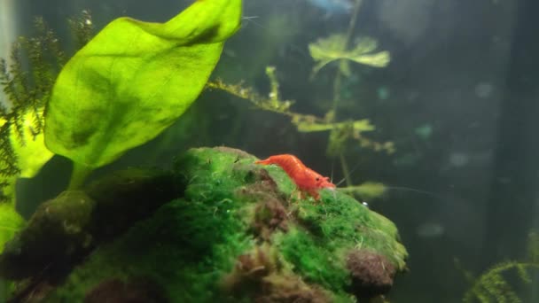 Pequeno Camarão Vermelho Rascunho Pastando Sobre Musgo Pequeno Aquário Com — Vídeo de Stock
