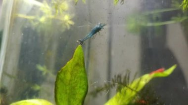 Mavi cereyan yapan karides cam üzerinde otluyor ve akvaryum temizliyor.