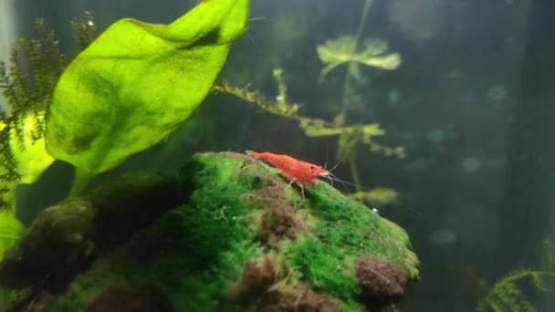 Camarones Pequeños Tiro Rojo Pastando Sobre Musgo Pequeño Acuario Con — Vídeo de stock