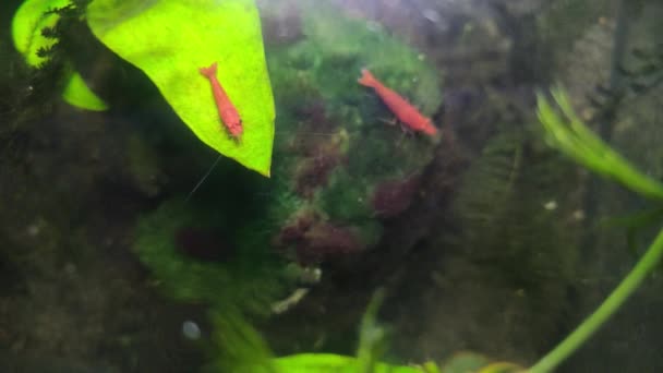 Kleine Rote Zuggarnelen Die Einem Kleinen Aquarium Über Einem Moos — Stockvideo