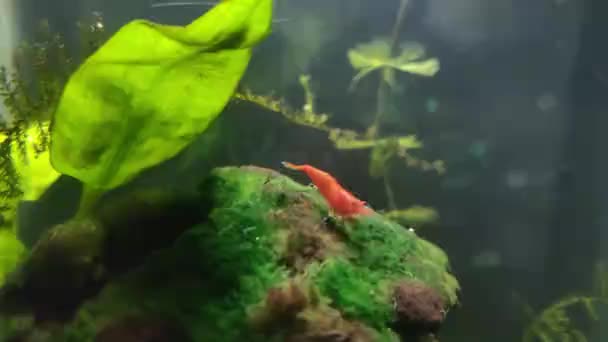 Kleine Rote Zuggarnelen Grasen Über Einem Moos Einem Kleinen Aquarium — Stockvideo