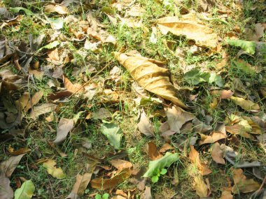 Makarna ağacı ve meşe yaprağı zemin alanı kaplıyor.