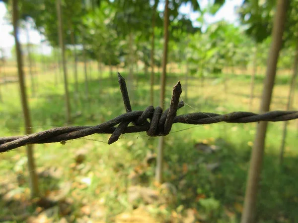 Meşe ağaçları, maun ağaçları, çit seçici odak noktası, arka plan bulanıklığı olan ahşap bir çiftlikte demir bir çit.