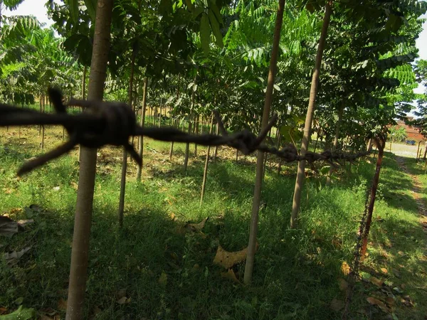 Een Ijzeren Hek Een Hardhouten Boerderij Met Teak Bomen Mahonie — Stockfoto