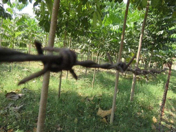 Meşe ağaçları, maun ağaçları, çit seçici odak noktası, arka plan bulanıklığı olan ahşap bir çiftlikte demir bir çit.