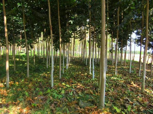 Hodowla Drewna Liściastego Świętenia Mahagoni Powszechnie Znana Jako Mahoń Amerykański — Zdjęcie stockowe