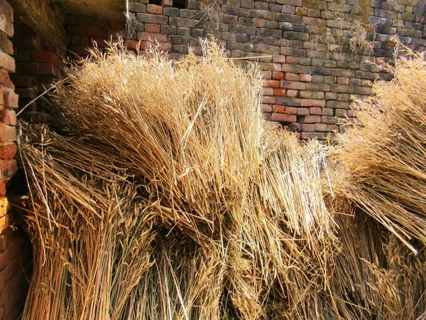 Kırmızı tuğlalı bir duvarda saklanmış tahıl hasadı.