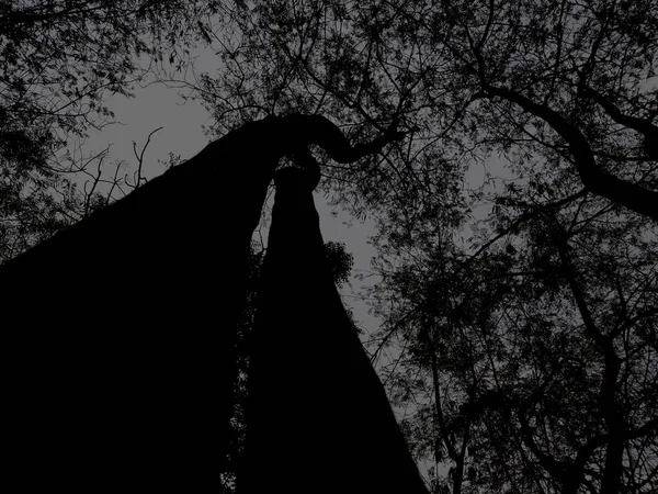 Yerden gökyüzüne doğru görünen büyük bir ağacın silueti.
