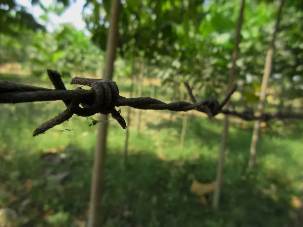 Een Ijzeren Hek Een Hardhouten Boerderij Met Teak Bomen Mahonie — Stockfoto