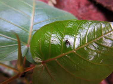 Küçük bir Peepul Ağacı (
