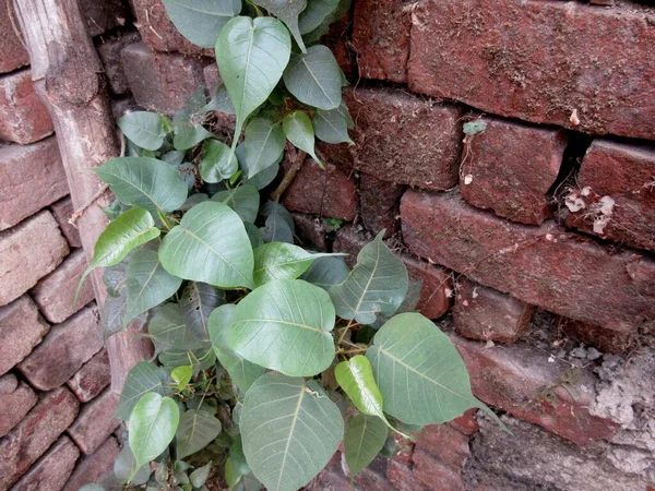 Küçük bir Peepul Ağacı (