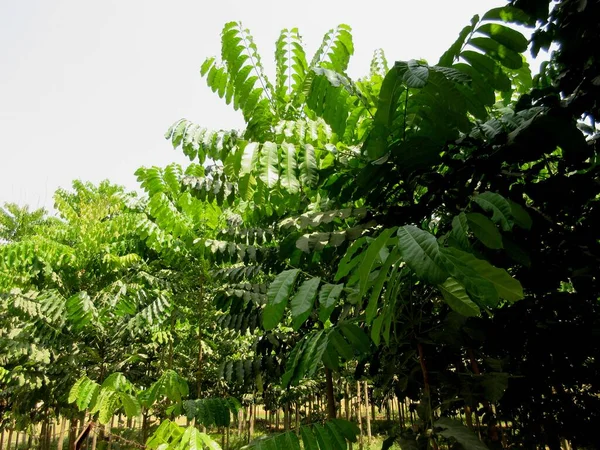 Hodowla Drewna Liściastego Świętenia Mahagoni Powszechnie Znana Jako Mahoń Amerykański — Zdjęcie stockowe