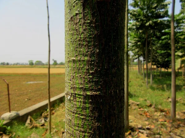 Hardhoutteelt Swietenia Mahagoni Algemeen Bekend Als Amerikaans Mahonie Cubaans Mahonie — Stockfoto