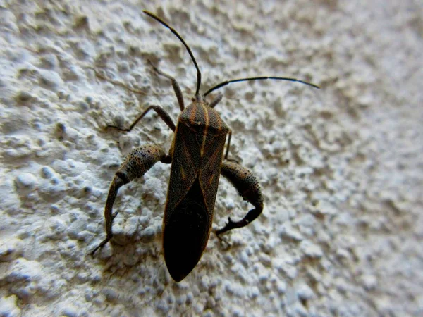 Closeup Leaf Footed Bug Coreidae Uma Grande Família Insetos Predominantemente — Fotografia de Stock