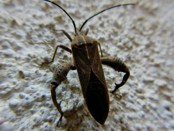 Yaprak ayaklı böceğe yakın olan Coreidae, Hemipteran alt birimi Heteroptera 'da yaşayan ve çoğunlukla bitki özü emen büyük bir böcek familyasıdır..