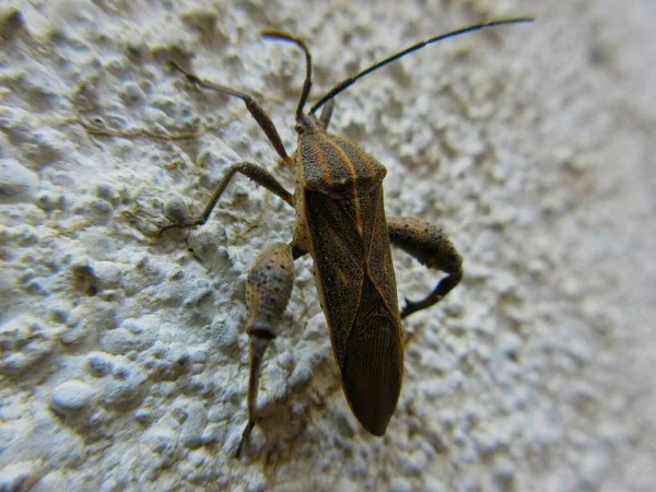 Levéllábú Bogár Közelsége Coreidae Hemipterai Heteroptera Alrendbe Tartozó Túlnyomórészt Szopós — Stock Fotó