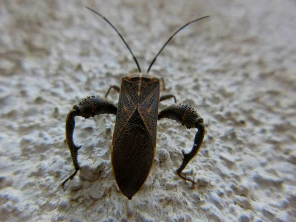 Coreidae Англ Closeup Leaf Footed Bug Велика Родина Комах Вигодовують — стокове фото