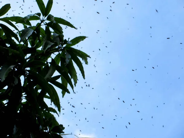 Медовые Пчелы Собираются Вокруг Мангового Дерева Видимого Земли — стоковое фото