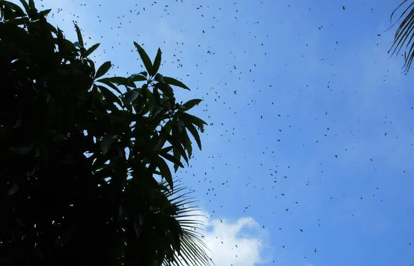 Abejas Miel Reúnen Alrededor Árbol Mango Visto Desde Suelo — Foto de Stock