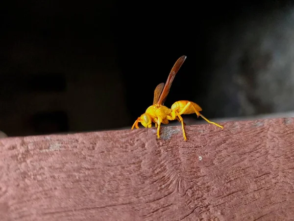 Gele Papierwespen Zijn Vlinderwespen Die Vezels Verzamelen Uit Dood Hout — Stockfoto