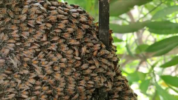 Zbliżenie Ulu Pełnego Pszczół Miodnych Pszczoła Miodna Jest Eusocjalnym Latającym — Wideo stockowe