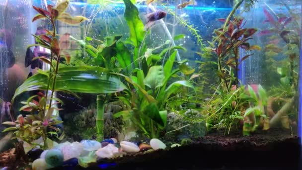 Nano Bepflanztes Aquarium Mit Schnecken Garnelen Zebrafischen Danio Rerio Und — Stockvideo