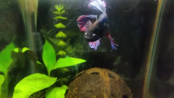 Nano Plantado Acuario Con Hermosos Peces Betta Azul Negro Rojo — Vídeos de Stock