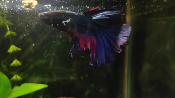 Nano Planted Aquarium Met Mooie Blauw Zwarte Rode Betta Vissen — Stockvideo