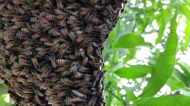 Крупный План Пчелиного Улья Полный Медоносных Пчел Медовая Пчела Эусоциальное — стоковое видео