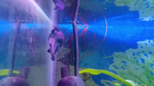 Nano Planted Aquarium Met Mooie Blauw Zwarte Rode Betta Vissen — Stockvideo