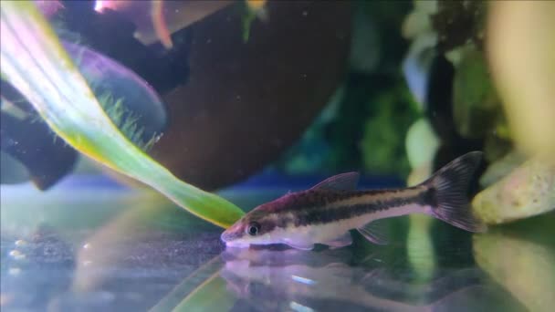 Otocinclus Género Peces Bagre Familia Loricariidae Nativo América Del Sur — Vídeo de stock