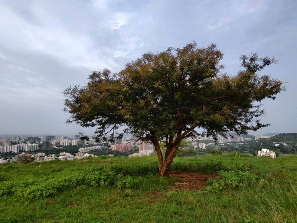 Jediný Strom Zeleném Kopci Městem Pozadí — Stock fotografie