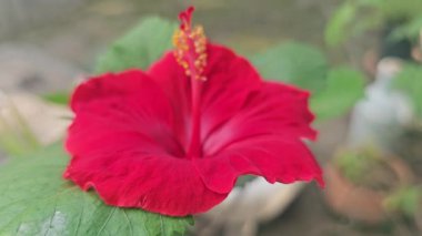 Kırmızı Hibiscus Çiçeği çiçek açan parlak kırmızı bir amber çiçeği arka planda yemyeşil yapraklar, tropikal güzelliği temsil eder..