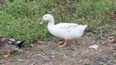 İki Ördek Çimenlerde Yürüyor Bir beyaz ve bir kahverengi ördek Çimenli bir alanda birlikte geziniyor, Huzurlu bir kır manzarası yaratıyor.