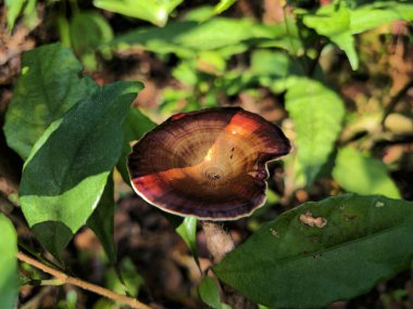 Matheran 'da orman zemininde yeşil yaprakların arasında yetişen vahşi bir mantarın yakın çekimi, tepe istasyonunun doğal dokularını ve biyolojik çeşitliliğini vurguluyor..