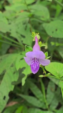 Matheran, Maharashtra, Hindistan Yeşil yapraklarla çevrili mor bir kır çiçeğine yakın çekim yaparak hassas taç yaprakları ve orman biyolojik çeşitliliğini yakalıyor..