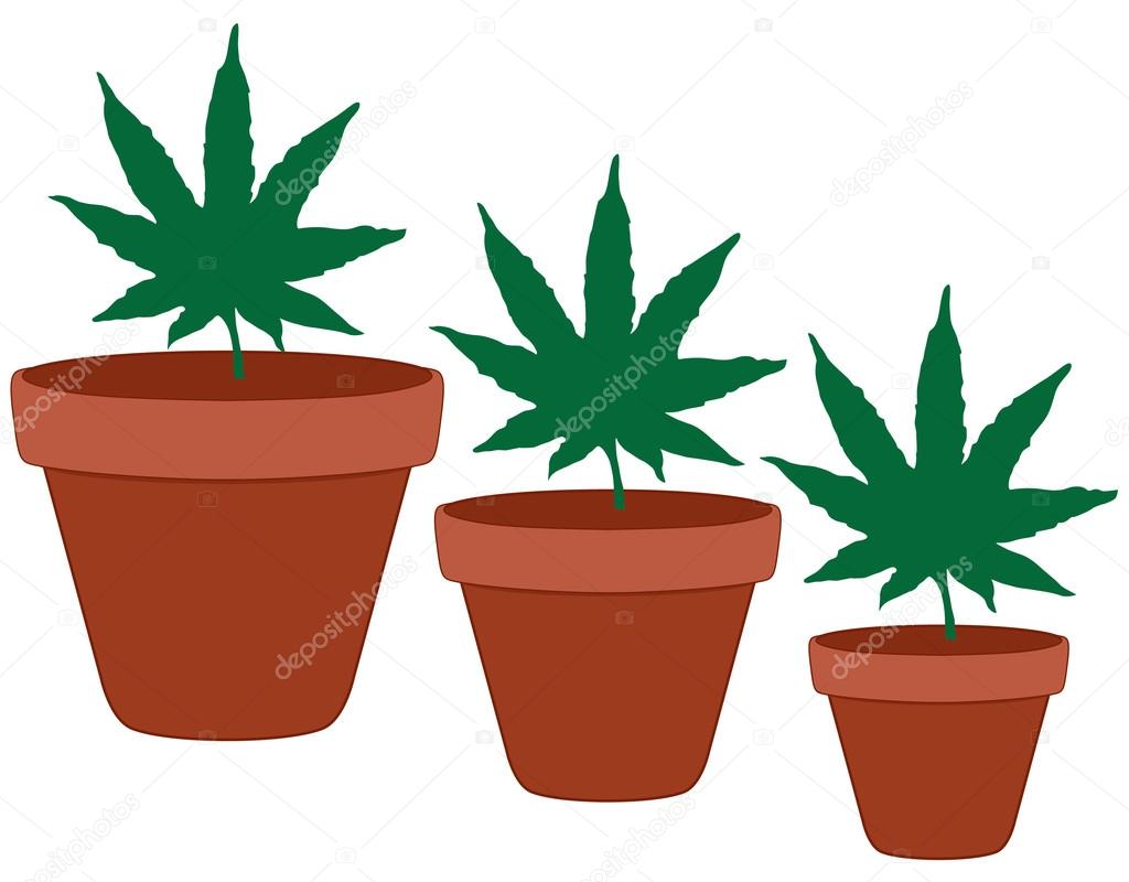 在兵马俑花盆的大麻叶 图库照片 C Lilratskull 在兵马俑花盆的大麻叶 图库照片 C Lilratskull