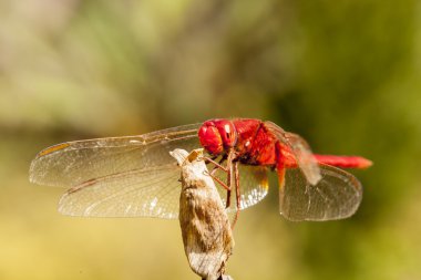 Red dragonfly clipart
