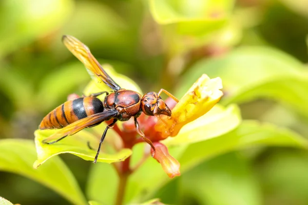 Hymenoptera — Stock Photo, Image