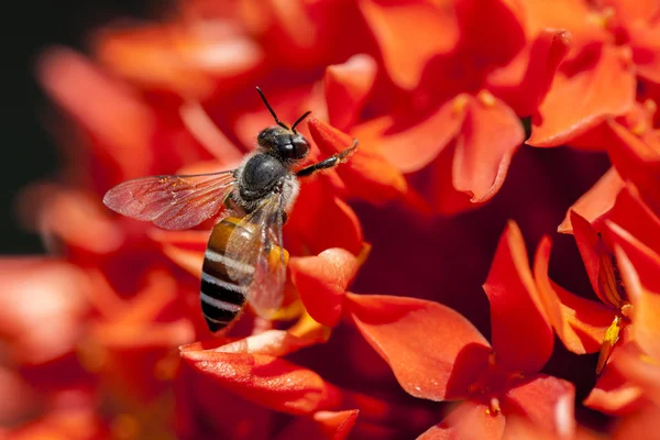 Bee on red flower — Stock Photo, Image
