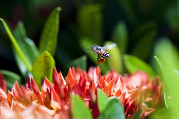 Bee on red flower — Stock Photo, Image