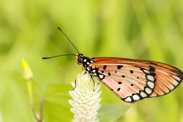 Schmetterling — Stockfoto