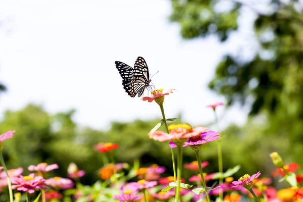 Schmetterling — Stockfoto