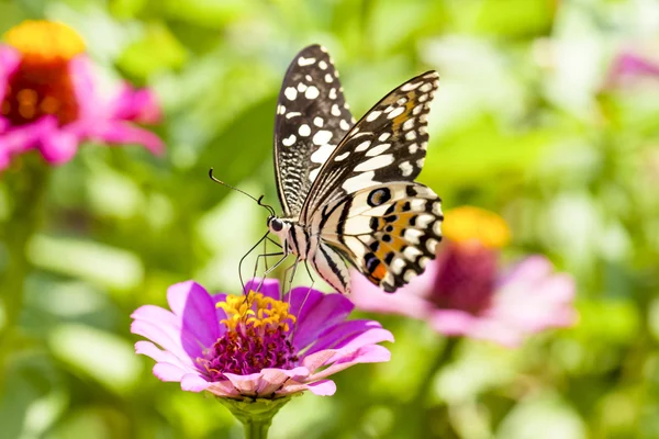 Schmetterling — Stockfoto