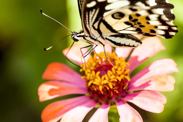 Schmetterling — Stockfoto